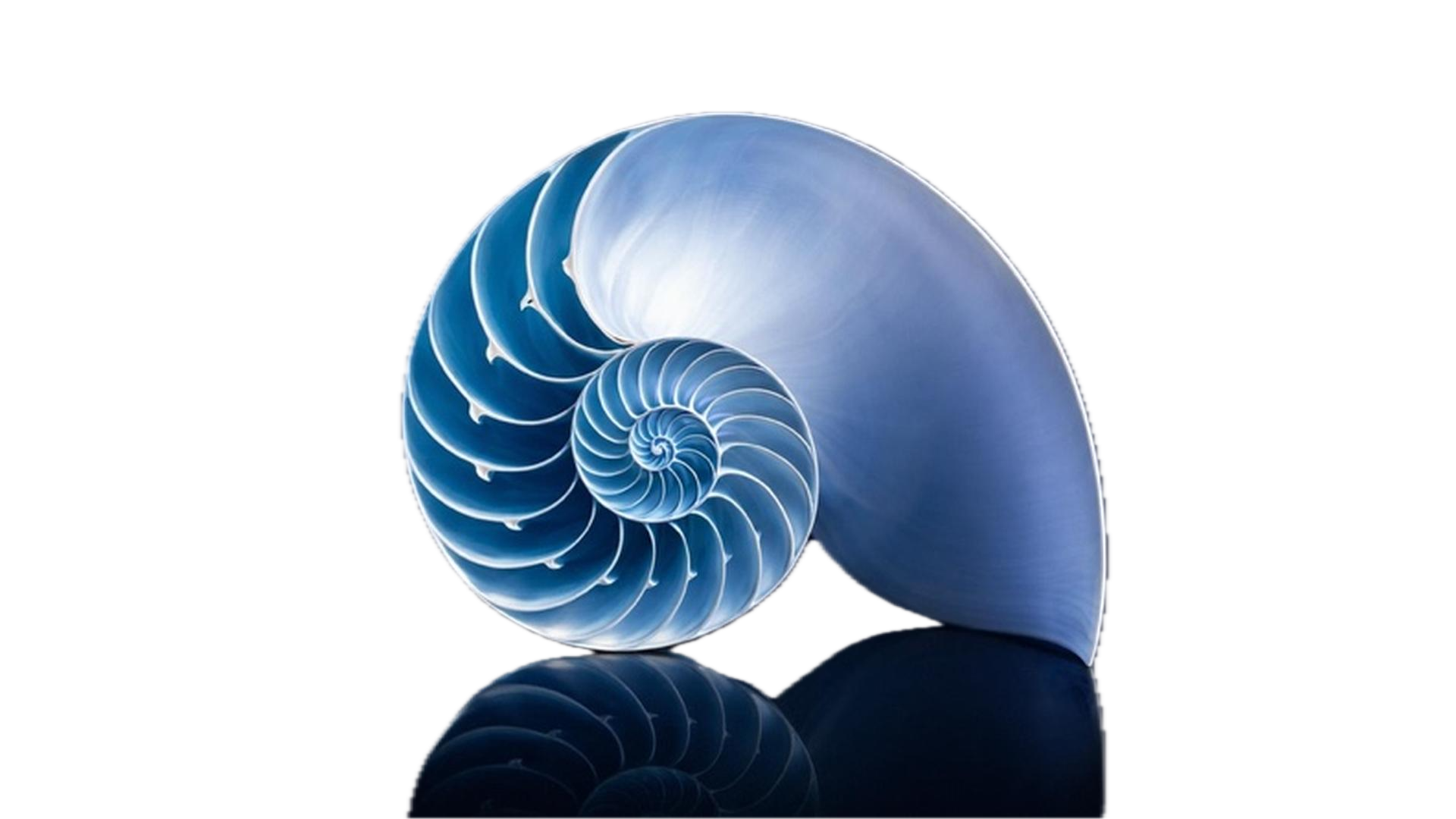 Fractal shell hero image