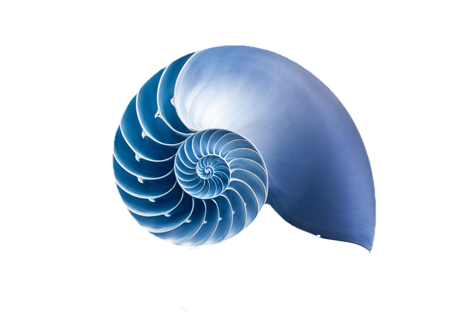 Nautilus shell